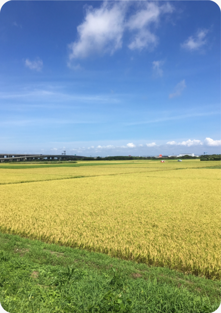有機米栽培への挑戦